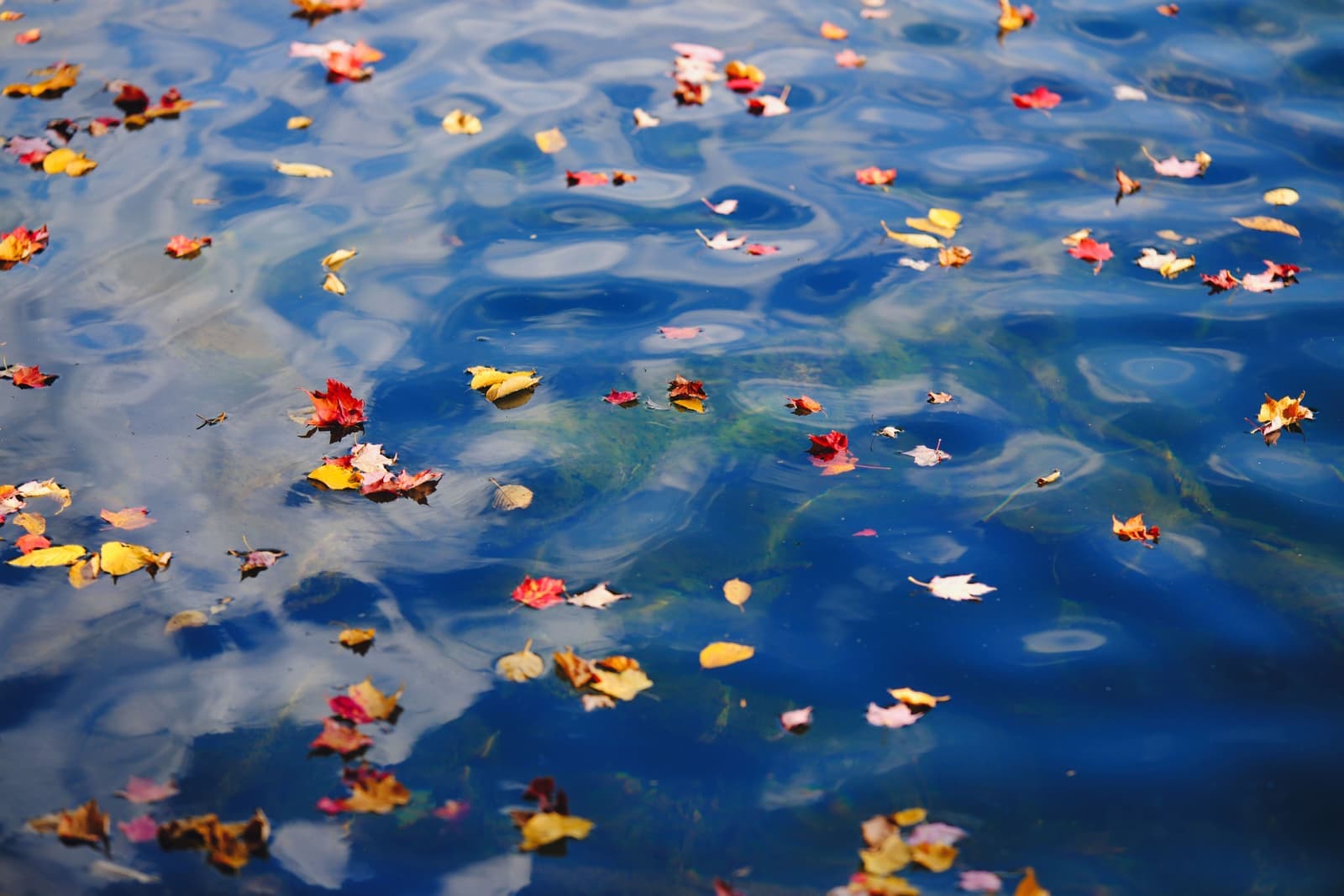 Autumn leaves floating on the surface of water