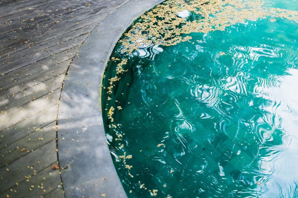 A pool skimmer net lifting leaves from the surface of the water