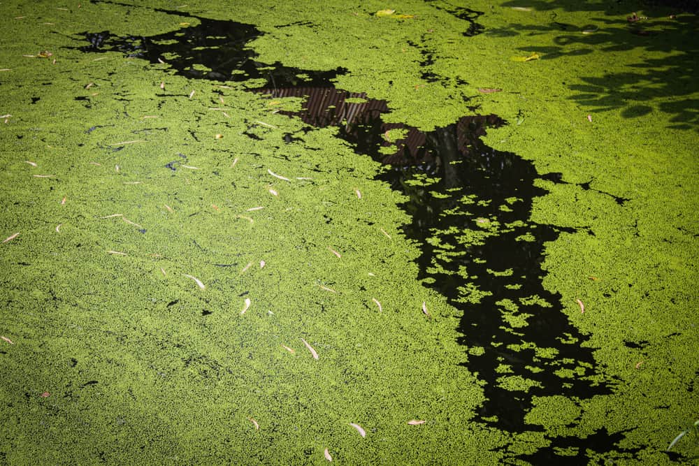 The surface of murky, cloudy water
