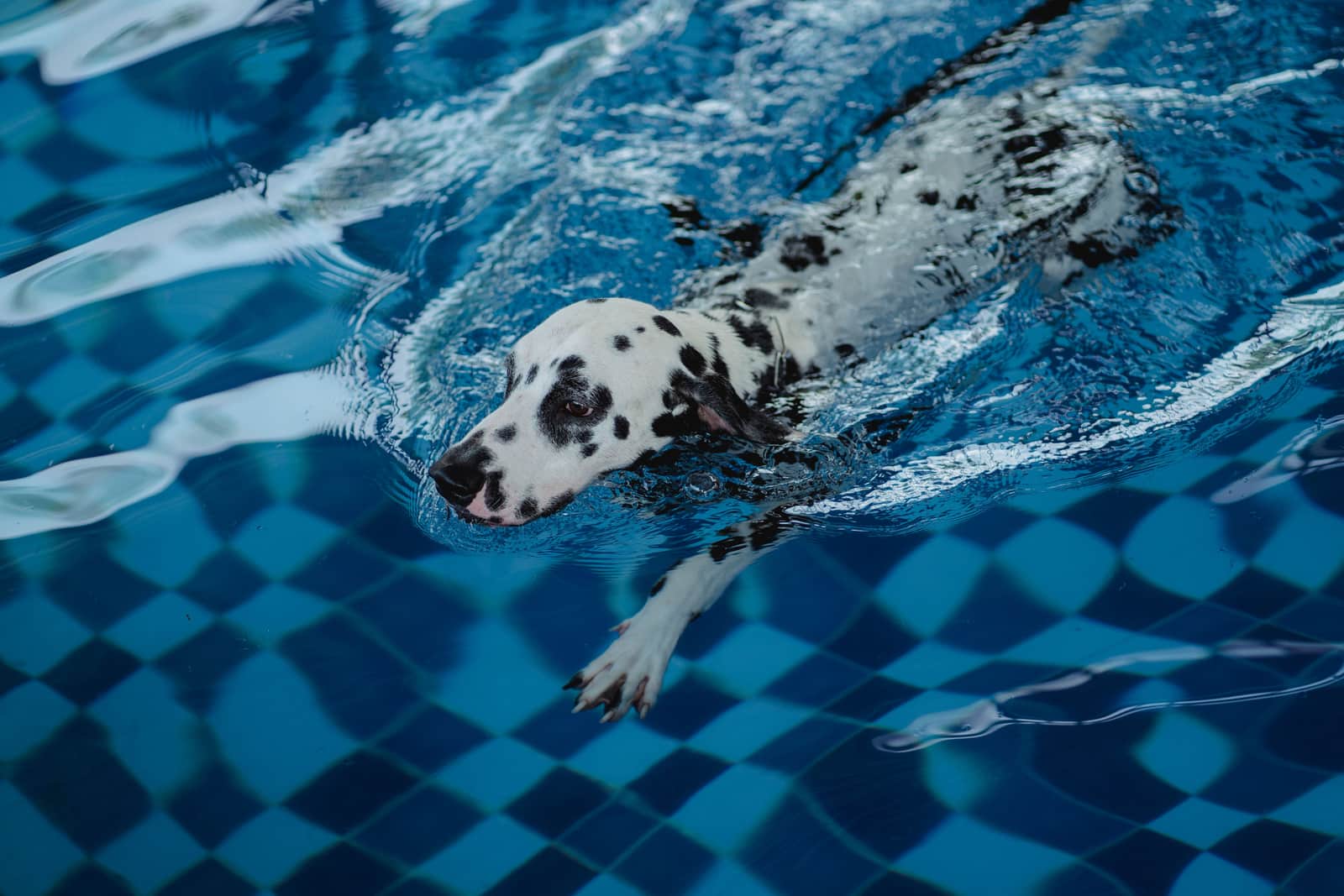 A dog swimming in a backyard swimming pool