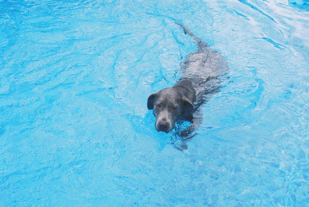 A dog swimming in a pool