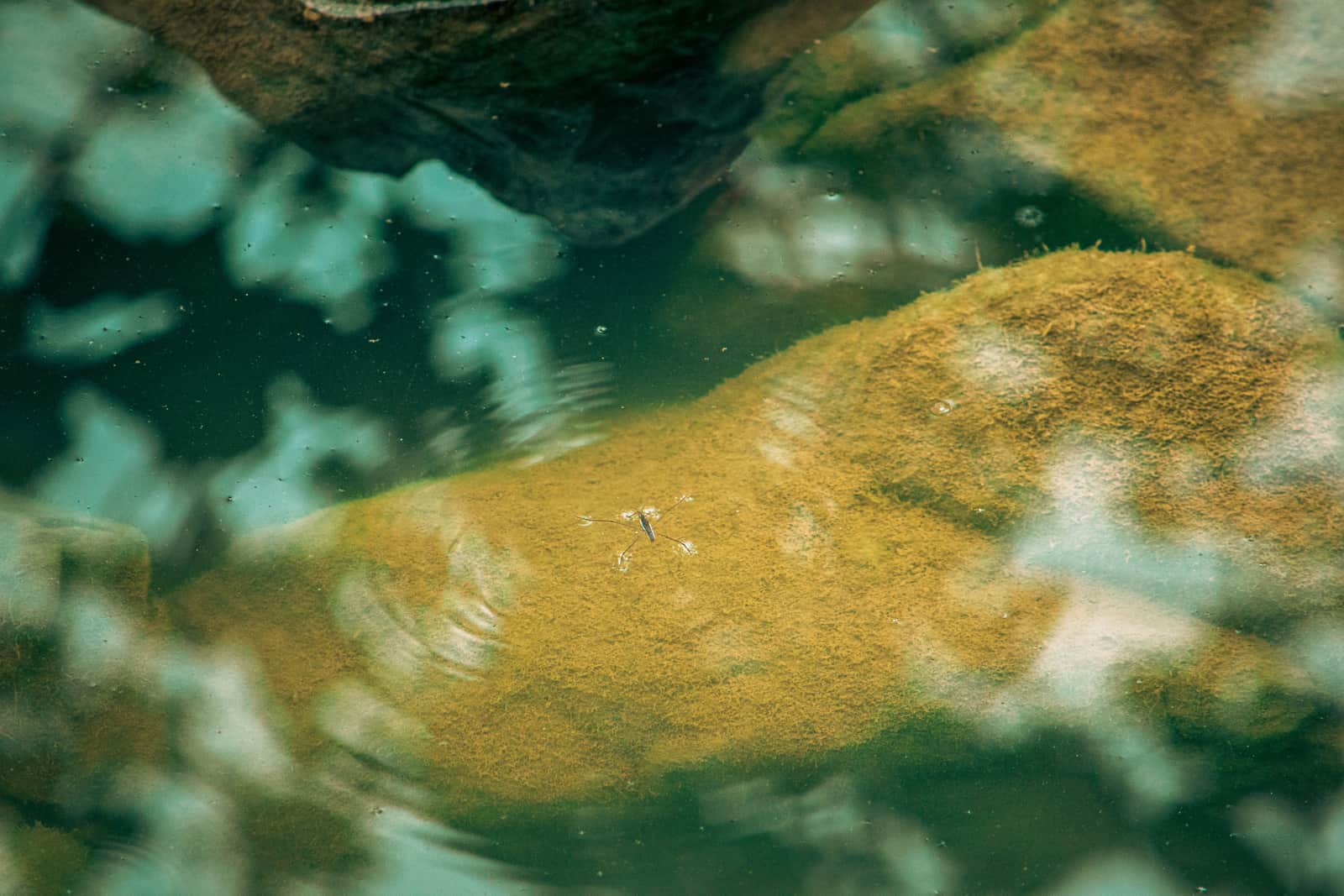 Stagnant water covered in green algae