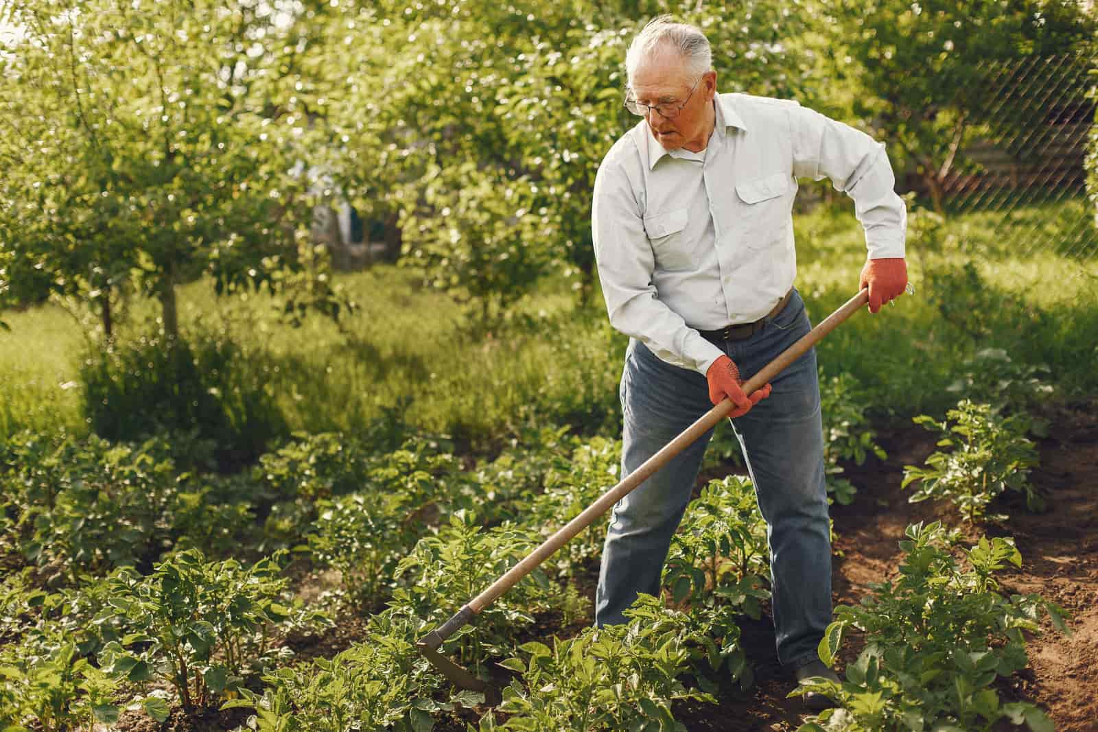 A person raking and leveling soil in a garden