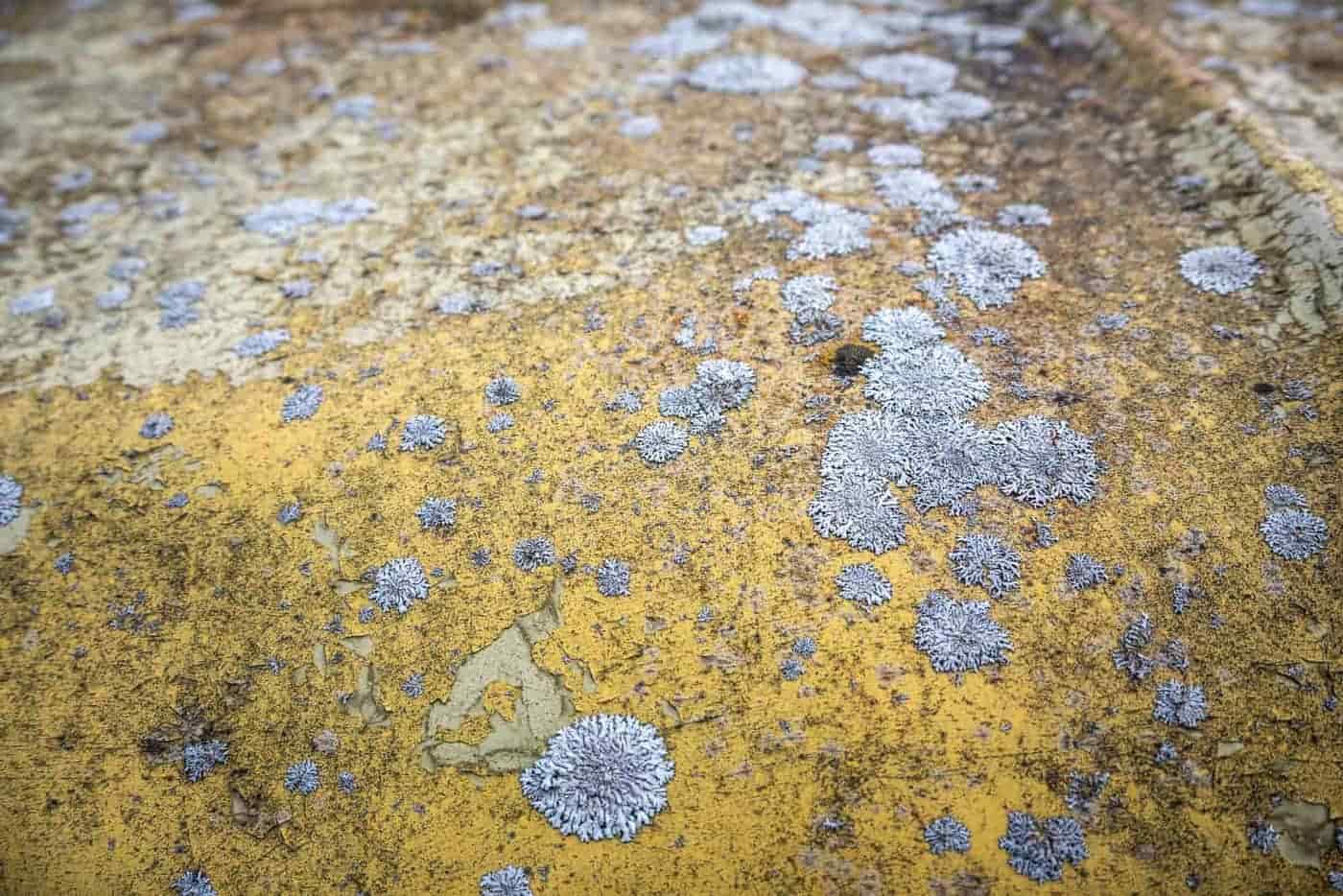 Yellow algae growth on a wet surface