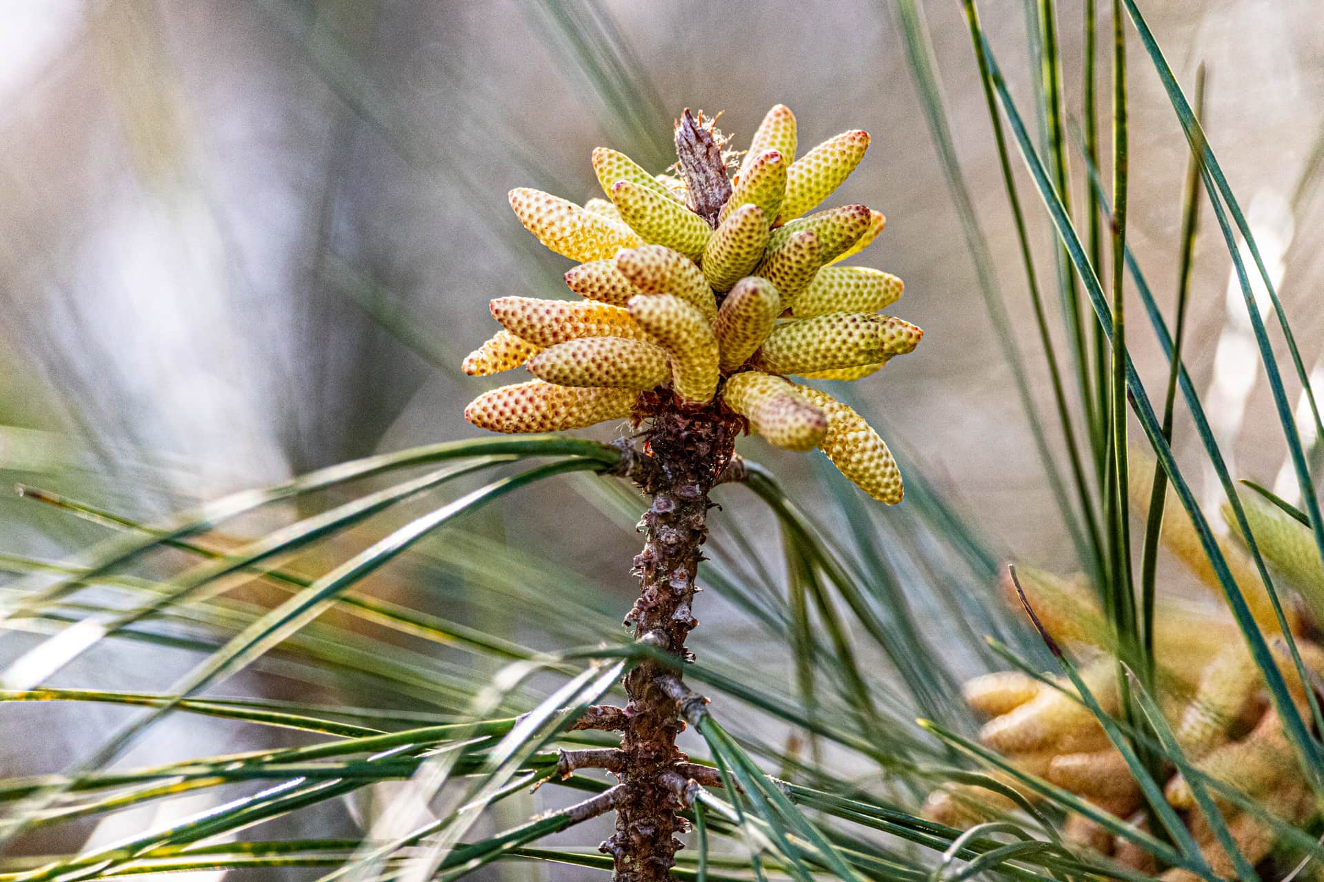 A pine pollen cone among conifer needles