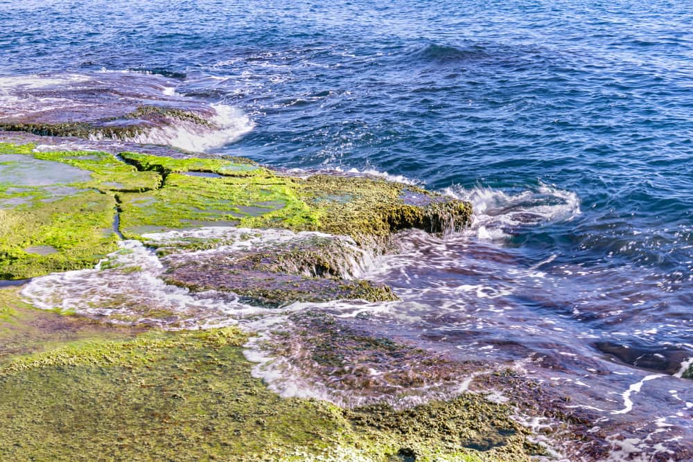 Green algae covering the surface of still water