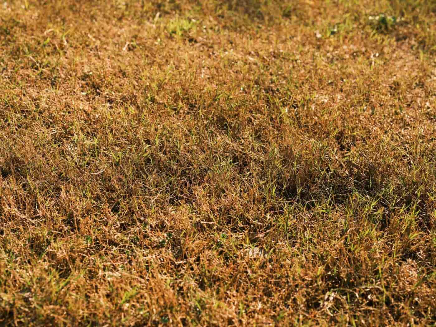 A patch of dead yellow grass on a lawn
