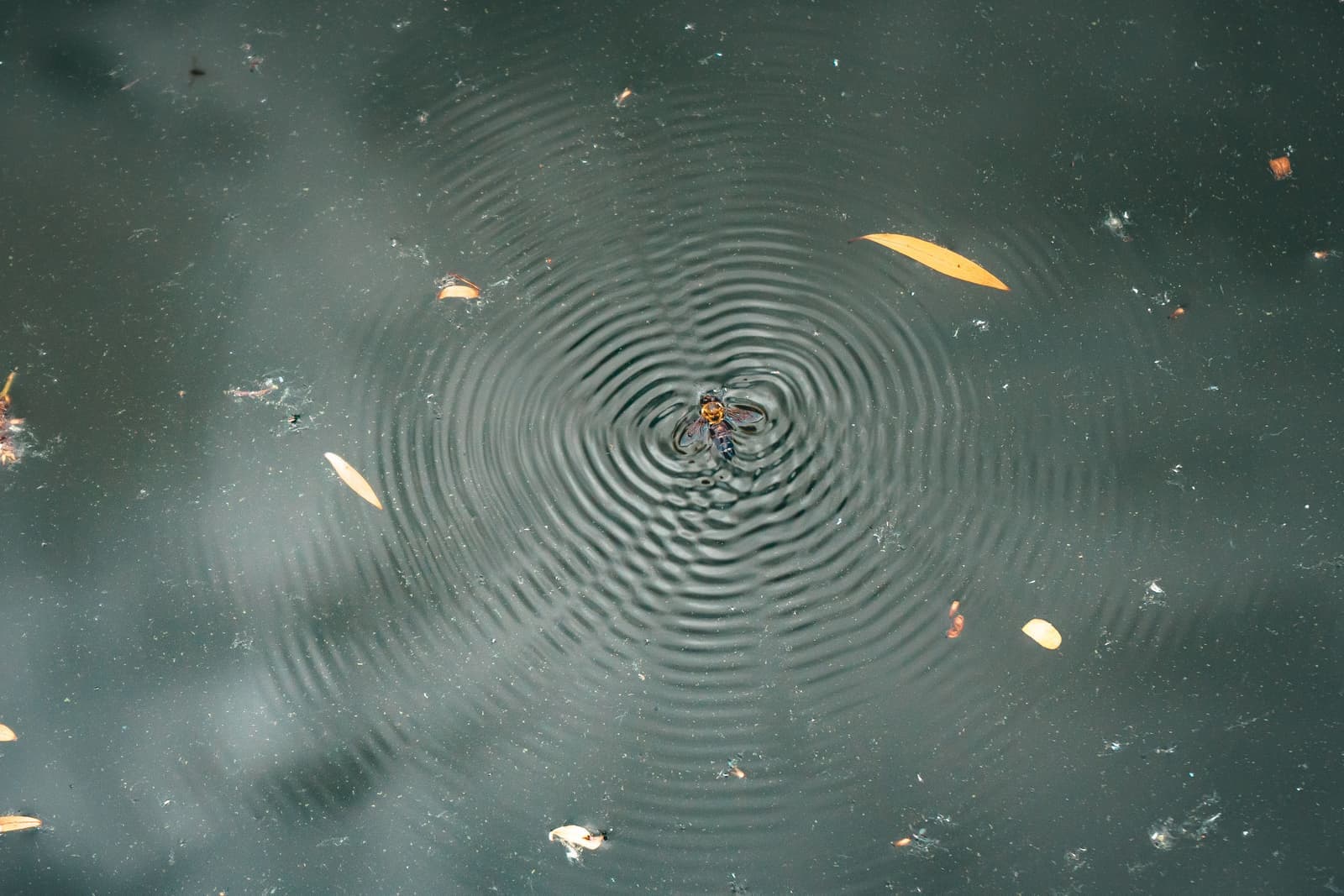 An insect resting on the surface of still water