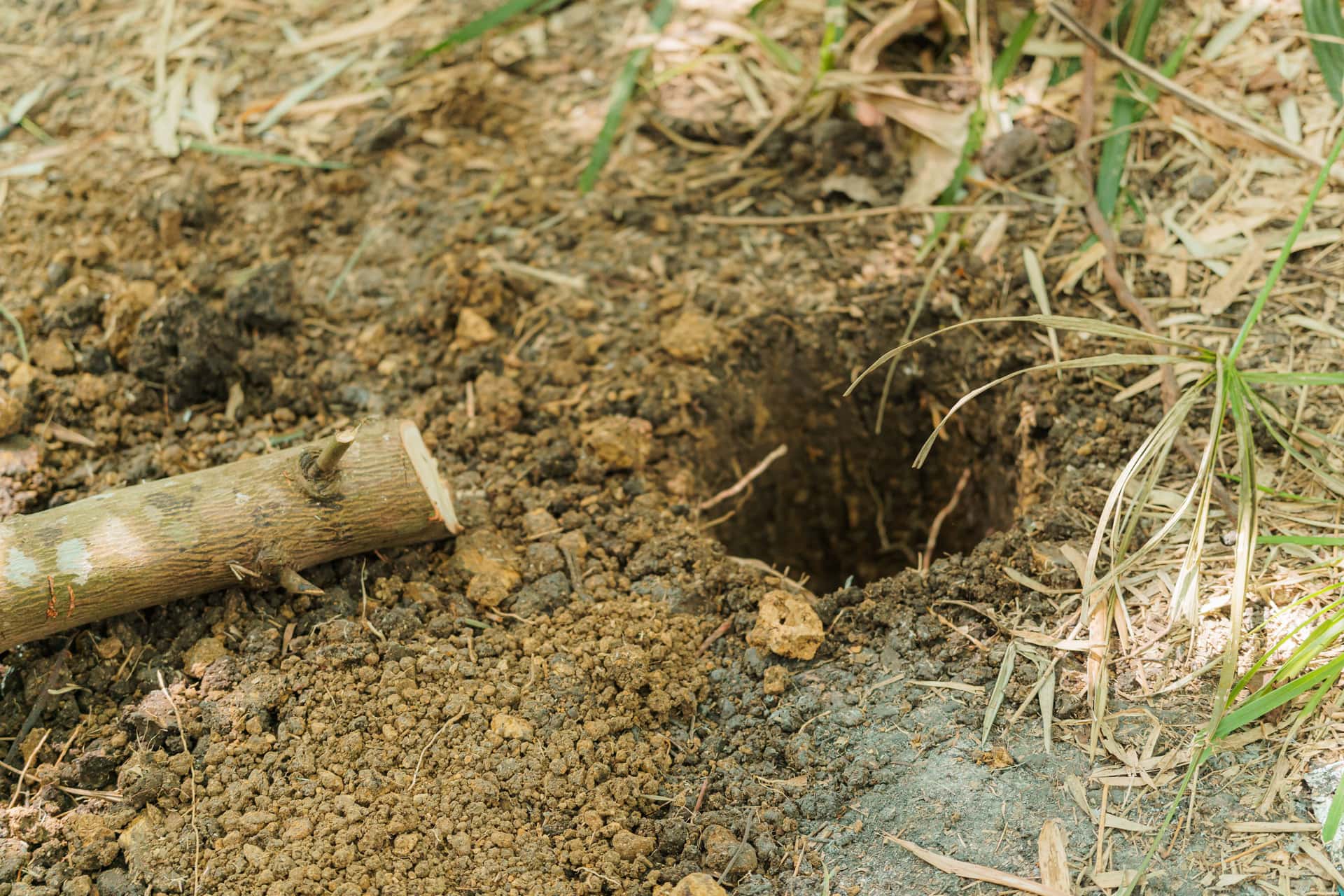 A freshly dug hole in garden soil