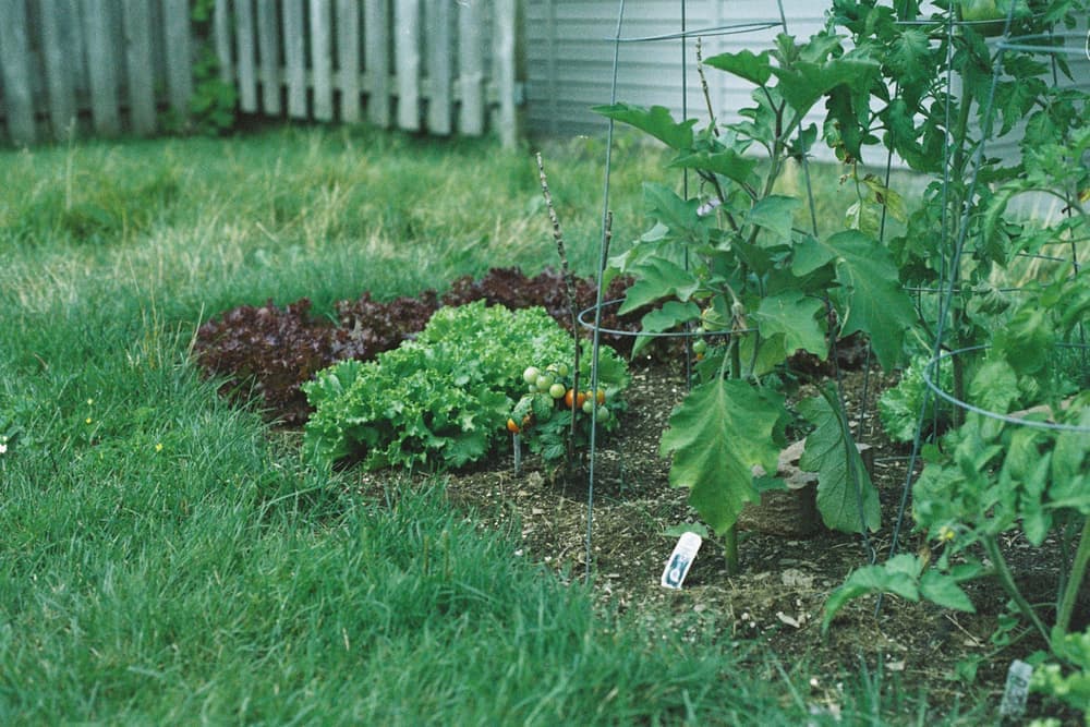 A small fenced backyard garden with a lawn